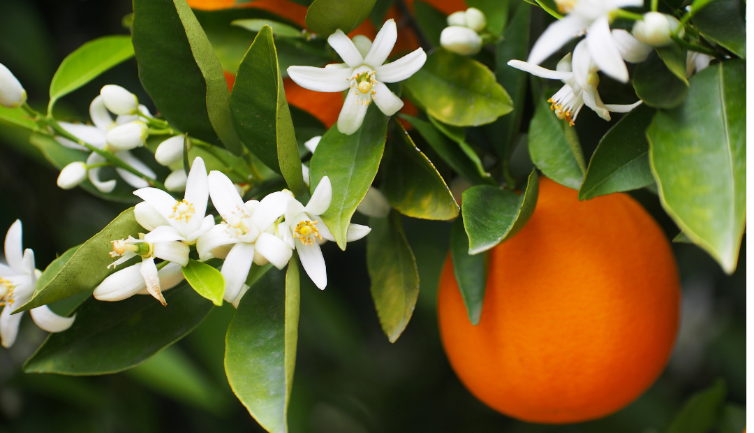 Full Line of Flower Essences